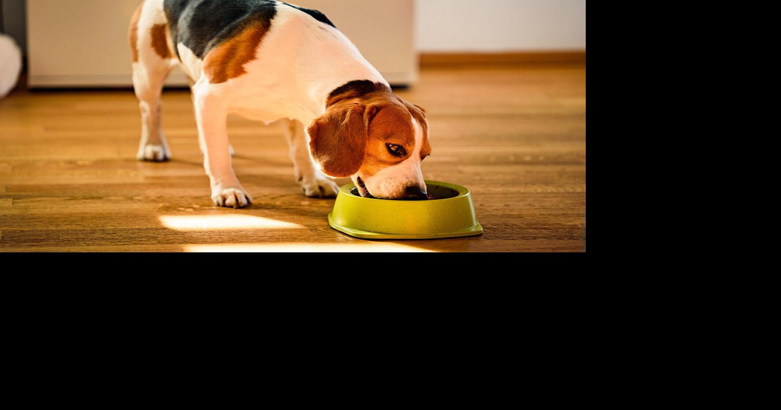 Health News: Washing a dog’s bowl can affect your health, lowering life expectancy in the United States, etc. | Madison.com Health, Sports Health & Fitness