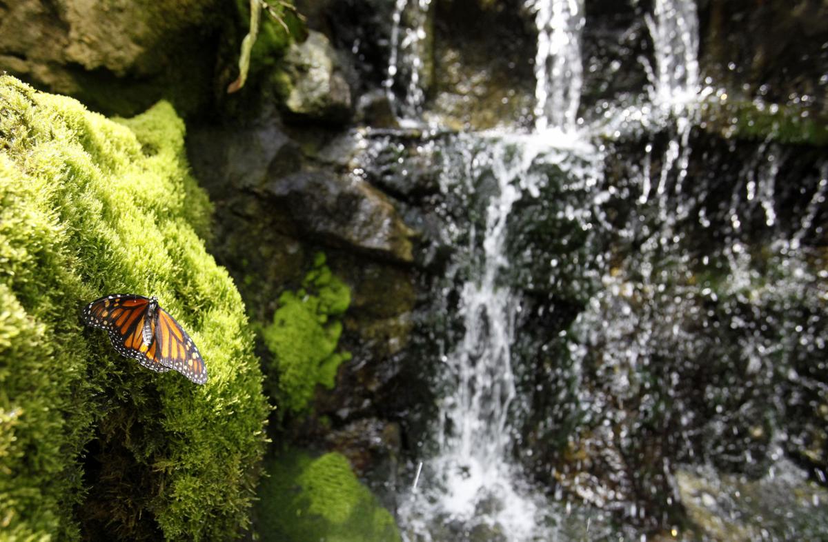 Photos Blooming Butterflies Local News