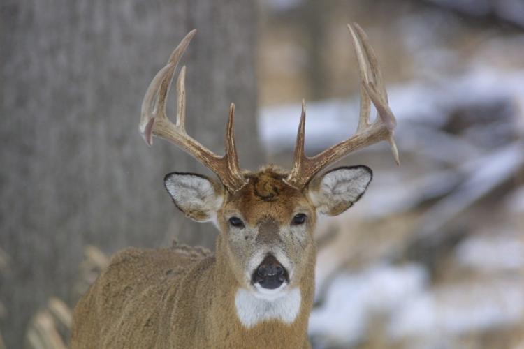 Ohio deer carry COVID virus: how hunters can protect themselves