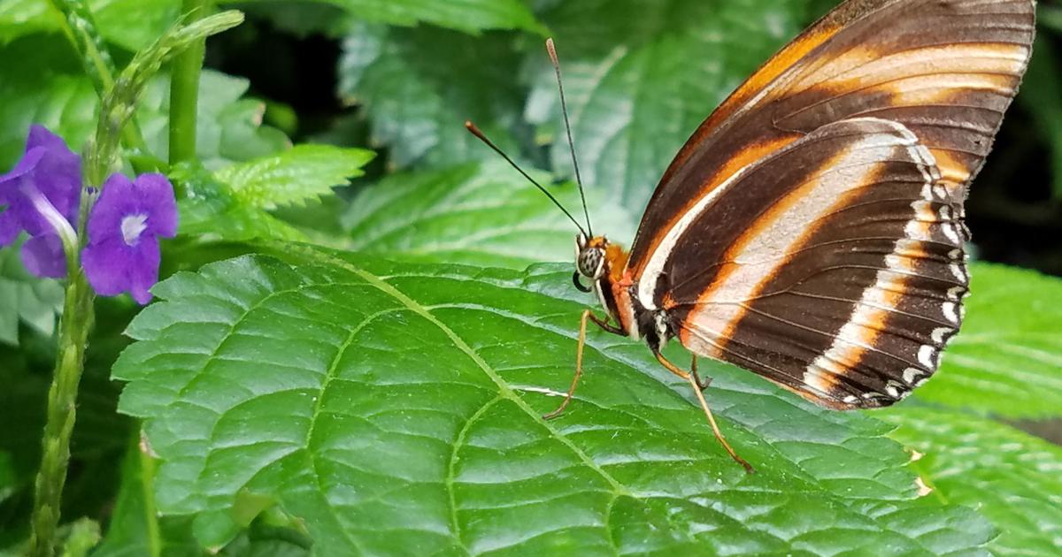 Garden Calendar For The Week Of Feb 26 garden-calendar-for-the-week-of-feb-26