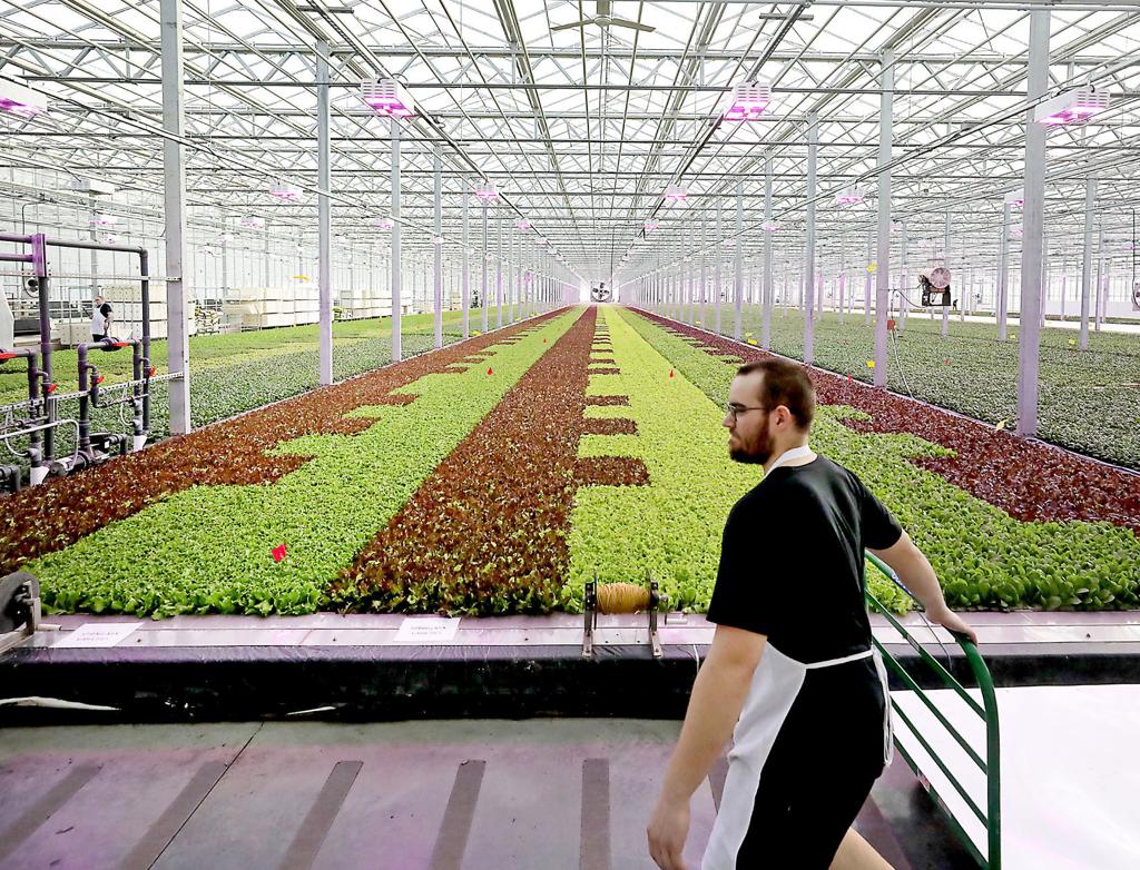 Salmon In Tanks Lettuce Under Glass Disrupt The Food Chain
