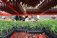 A hemp revival