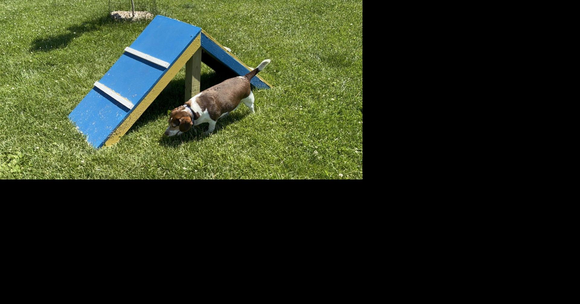 Baraboo’s upgraded dog park, with obstacle course, is drawing regional crowds