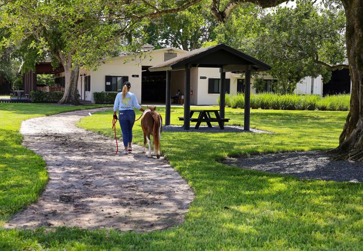 LIF-HEALTH-HORSES-HOSPITALS-7-MI