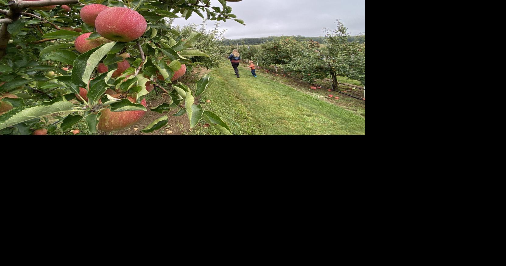 Apple crop booming this fall in Wisconsin
