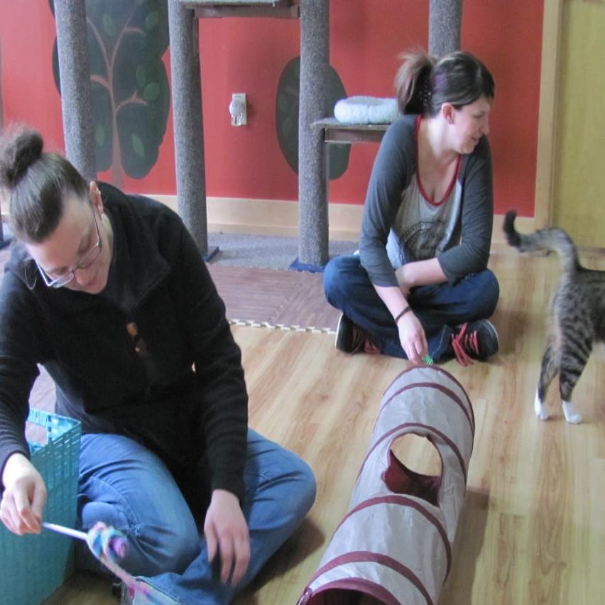 Cat Cafe Closes After Revenue Dropped 75 Percent Because Of Monroe