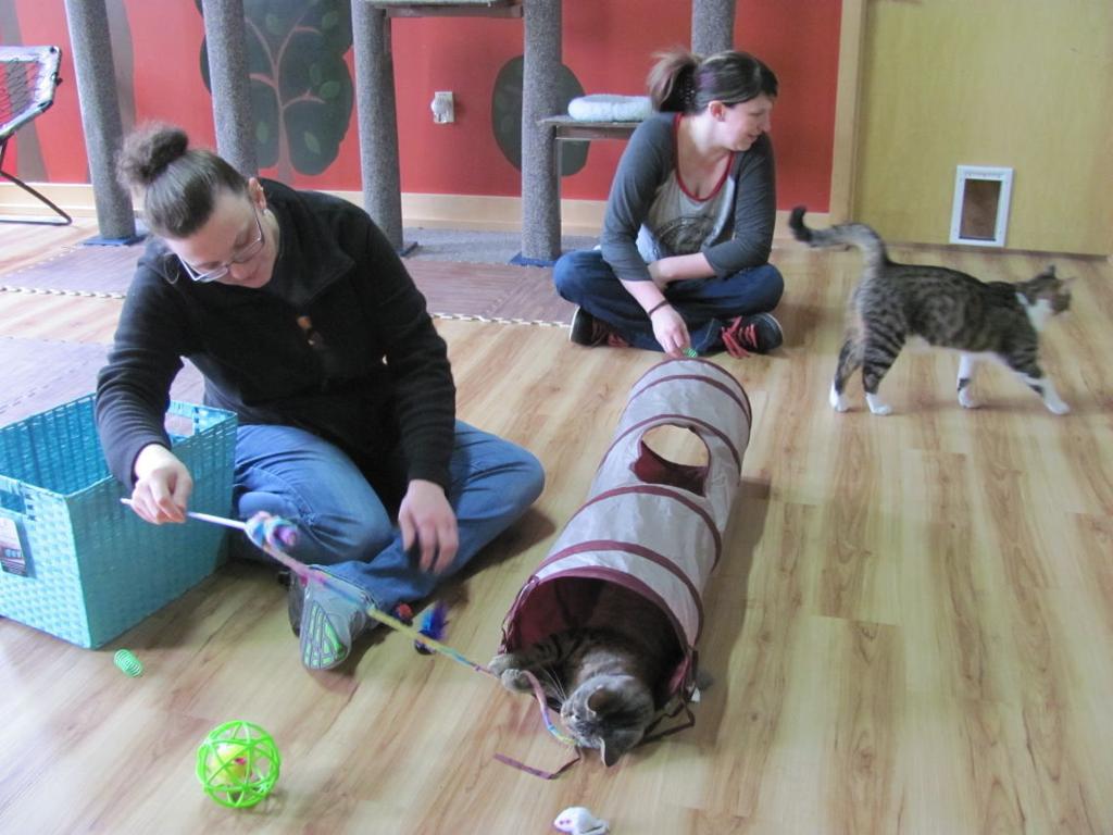Cat Cafe Closes After Revenue Dropped 75 Percent Because Of Monroe