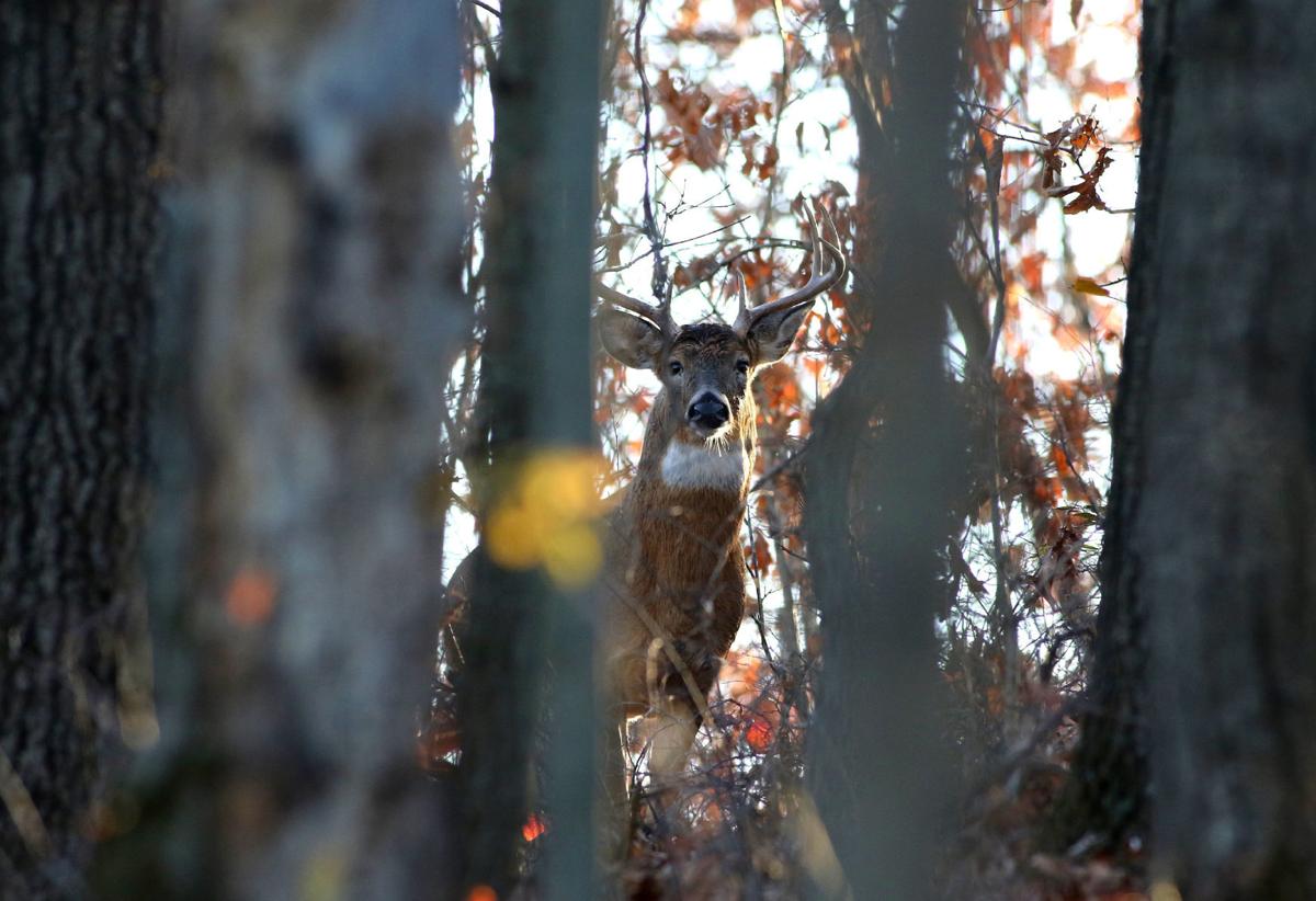 Big buck (copy)