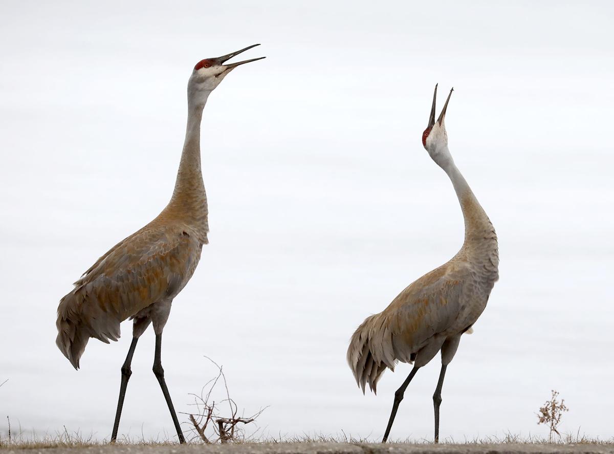 Sandhill Cranes Study Lake Wingra As >> The Week In Photos Youth Climate Strike State Spelling Bee And Sandhill Cranes Study Lake Wingra As >> The Week In Photos Youth Climate Strike State Spelling Bee And