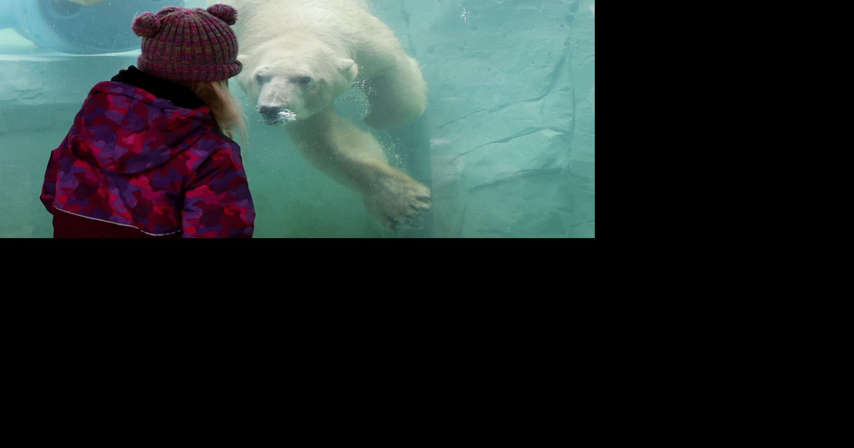Madison's newest polar bear has defied all odds. Can she do it again and become a mom?