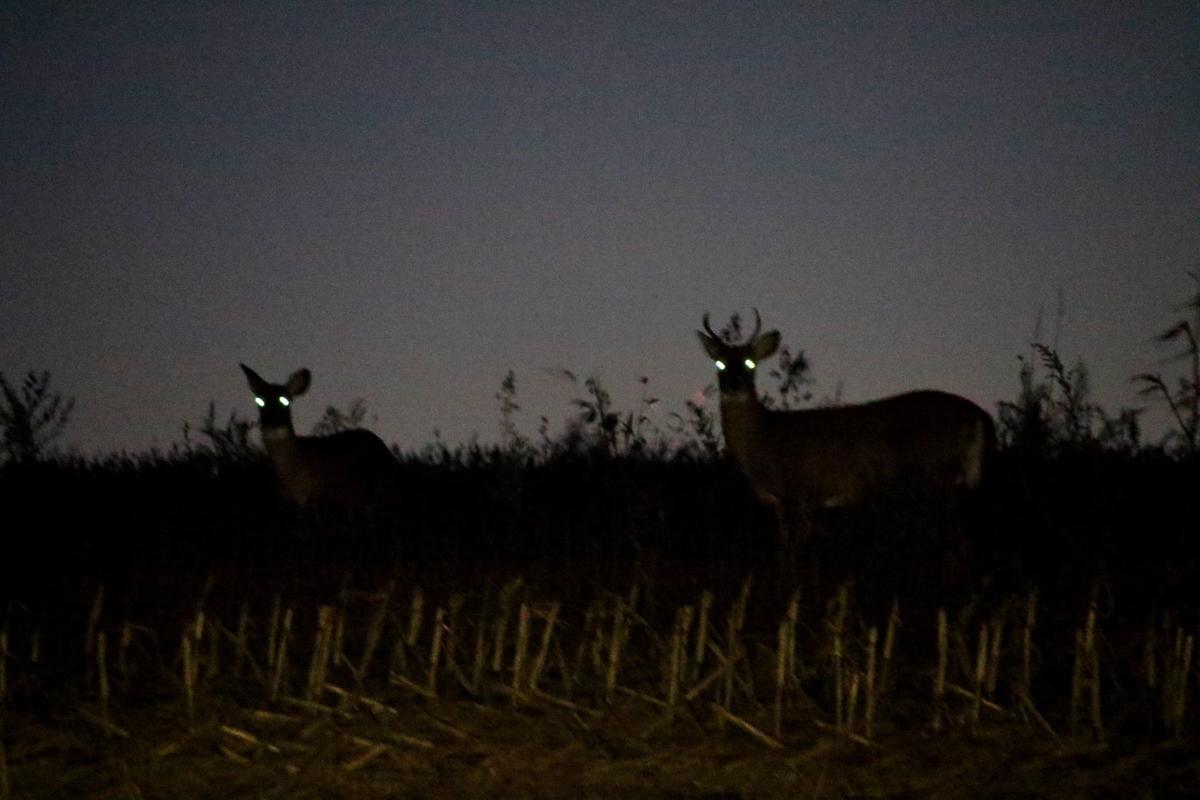 Jerry Davis Shining deer illegal, but not at all times