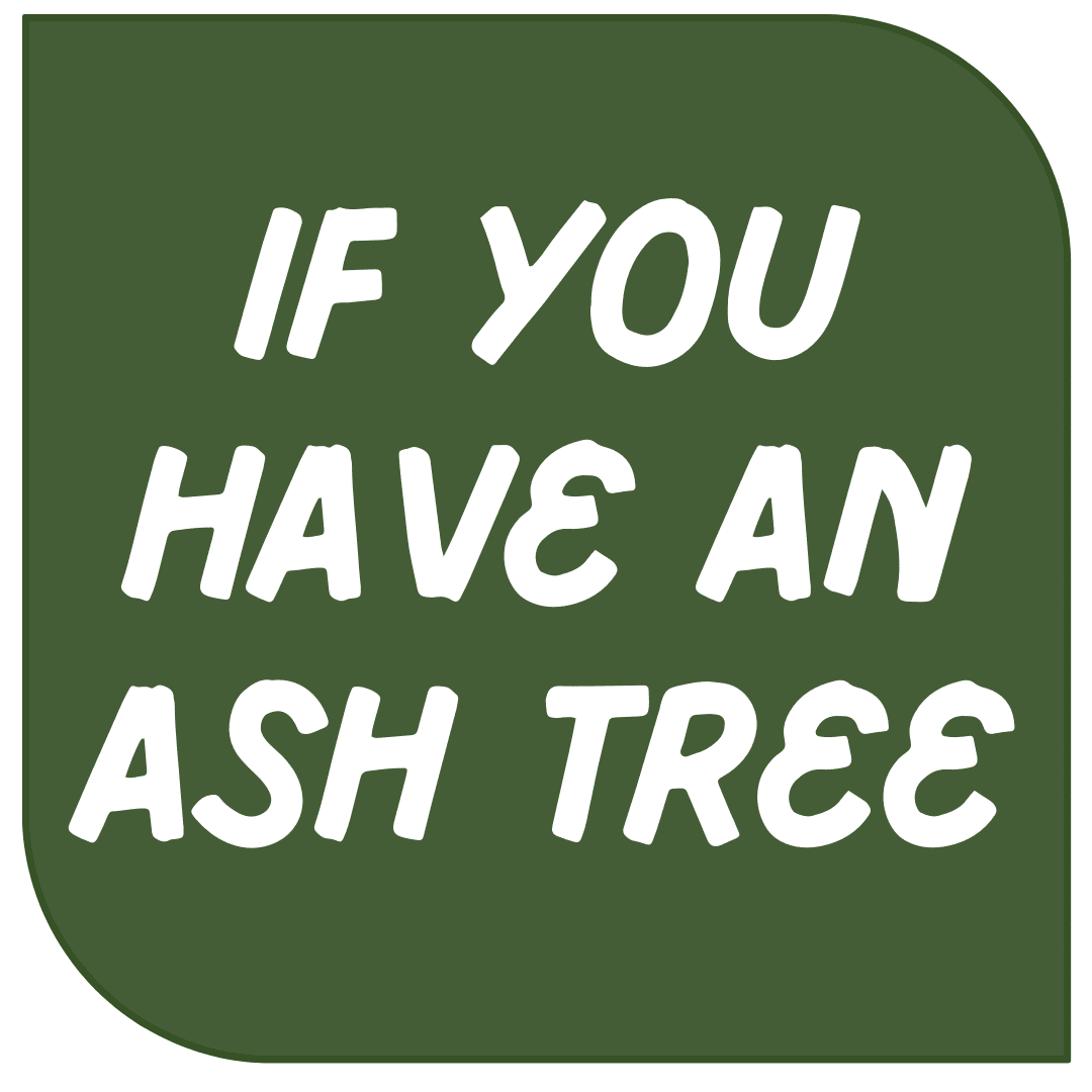Ash Trees and the Emerald Ash Borer (EAB)