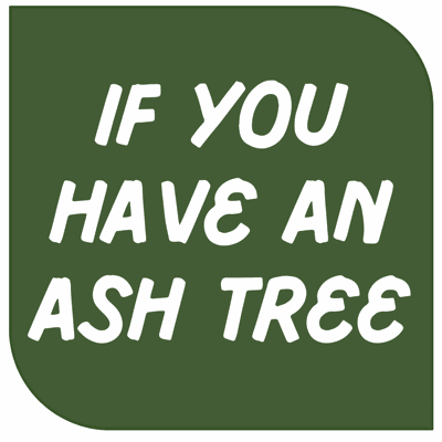 Ash Trees and the Emerald Ash Borer (EAB)