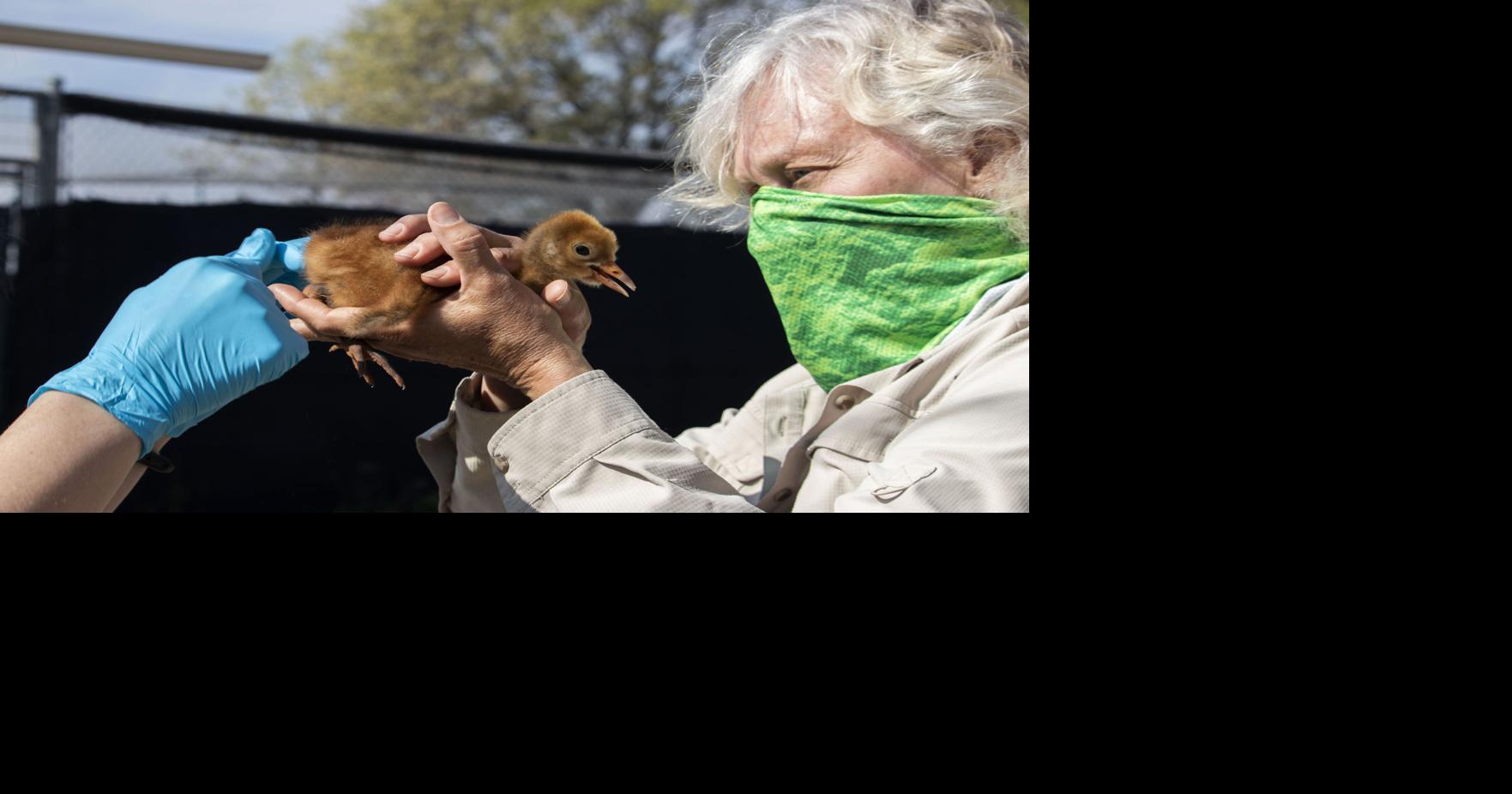 International Crane Foundation naming new chicks by vote