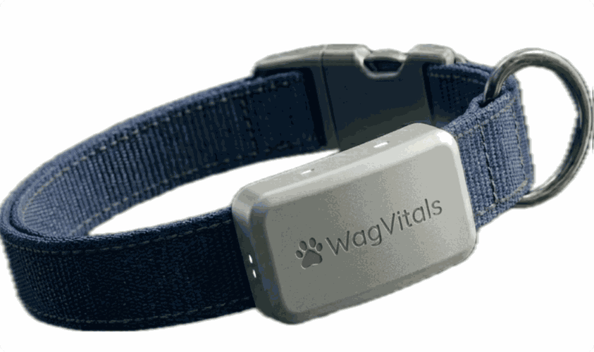 How WagVitals is Changing the Future of Pet Health