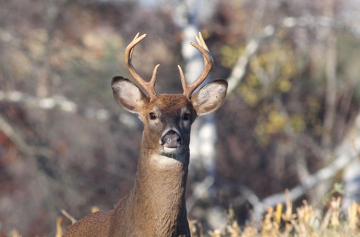 OU Health testing new cancer drug made from deer antlers, News