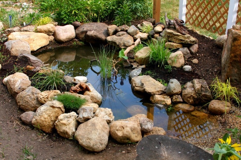 Urban Outdoors: Focus on yard ponds