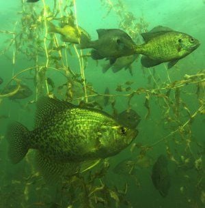 Southern Wisconsin's Early Spring Crappies