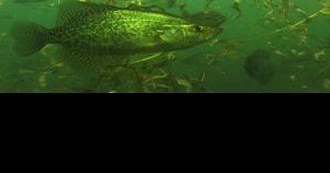 Gary Engberg: Lake Wisconsin place to go for spring crappies