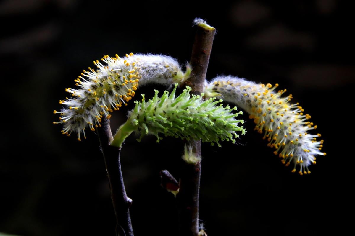 Willow catkins