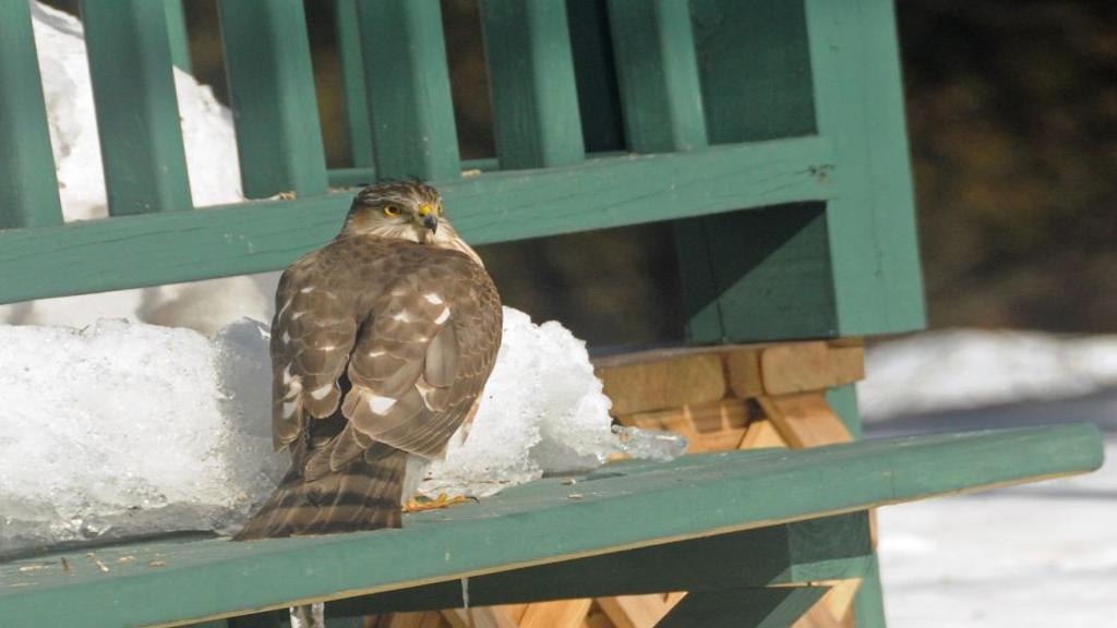 That Feeder In Your Backyard May Be Feeding The Birds To Urban Hawks Science Environment Madison Com