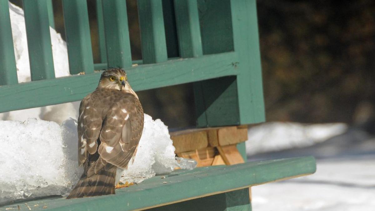 That Feeder In Your Backyard May Be Feeding The Birds To Urban Hawks Science Environment Madison Com
