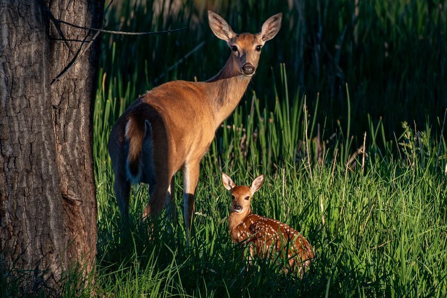 Keep Wildlife Wild: A Fawn’s Best Chance Of Survival Is With Its Mother