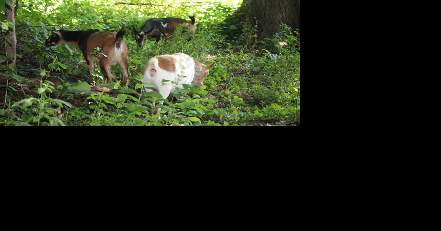 Goats help create outdoor learning space at Viroqua elementary Angela Cina Aug 24, 2026 1 min ago