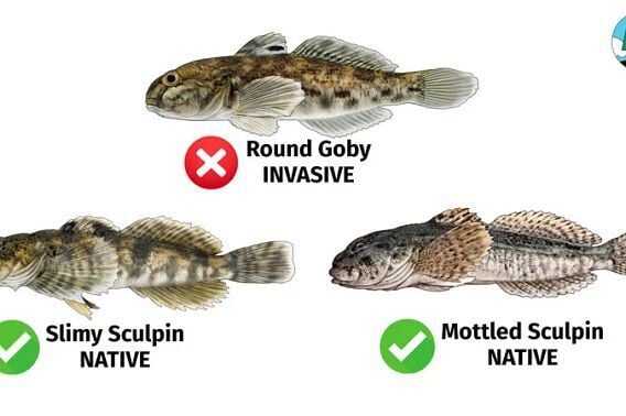 New Round Goby Emergency Rule In Effect On The Winnebago System
