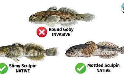 New Round Goby Emergency Rule In Effect On The Winnebago System