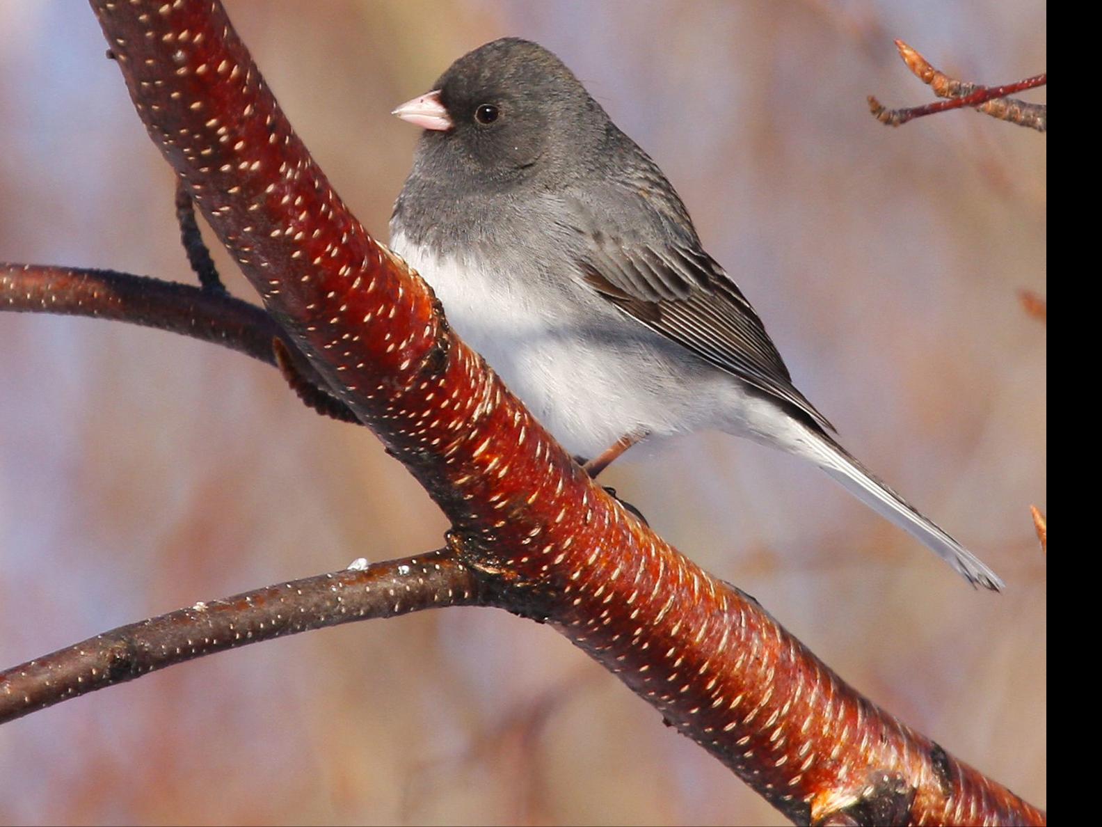 Patrick Durkin Dark Eyed Juncos Harbinger Of Winter Outdoors Madison Com