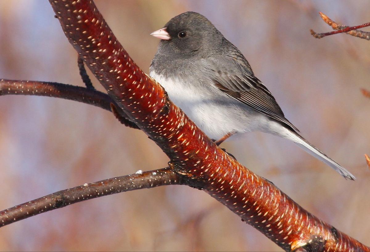 Patrick Durkin Darkeyed juncos harbinger of winter Outdoors