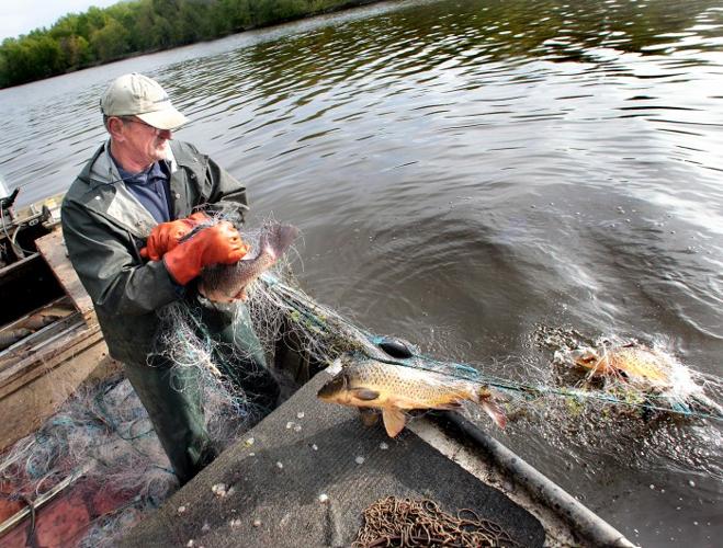 51 invasive carp caught in Mississippi River near La Crosse