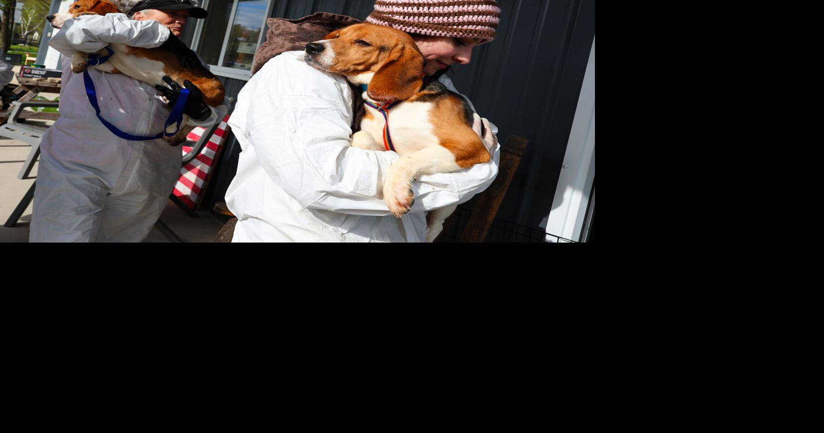 The latest on what’s happened to Ridglan Farms’ remaining and rehomed beagles