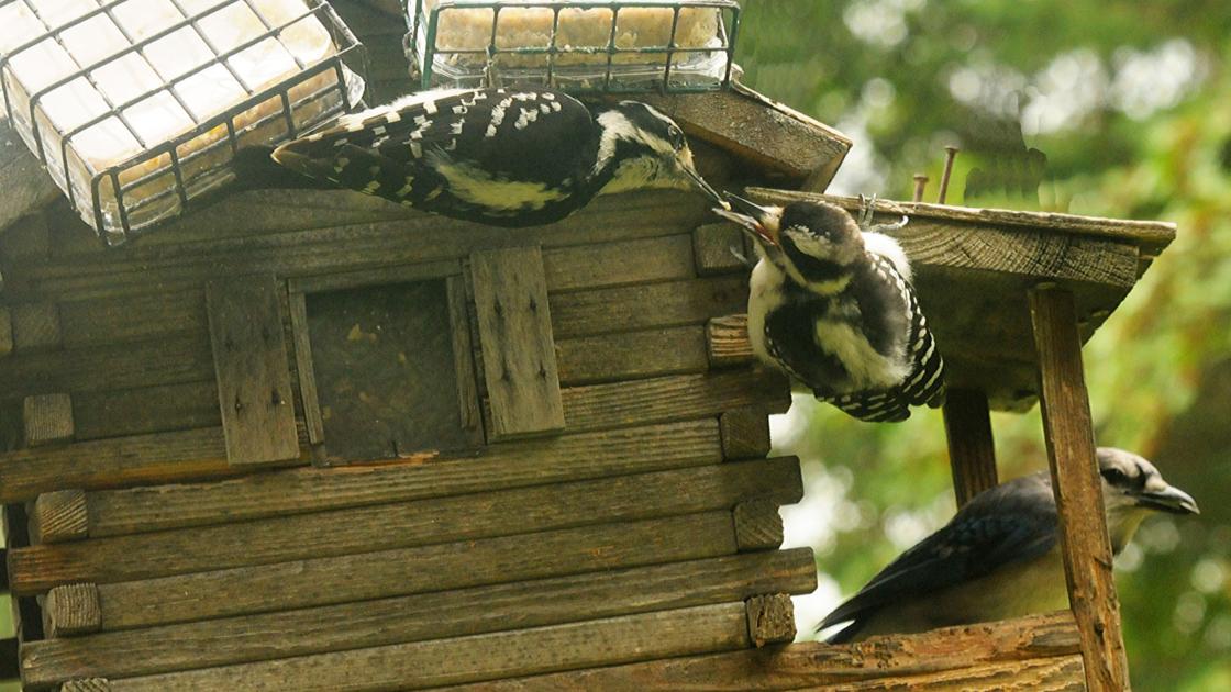 Patrick Durkin Hanging Suet Upside Down Is For The Birds Outdoors Madison Com