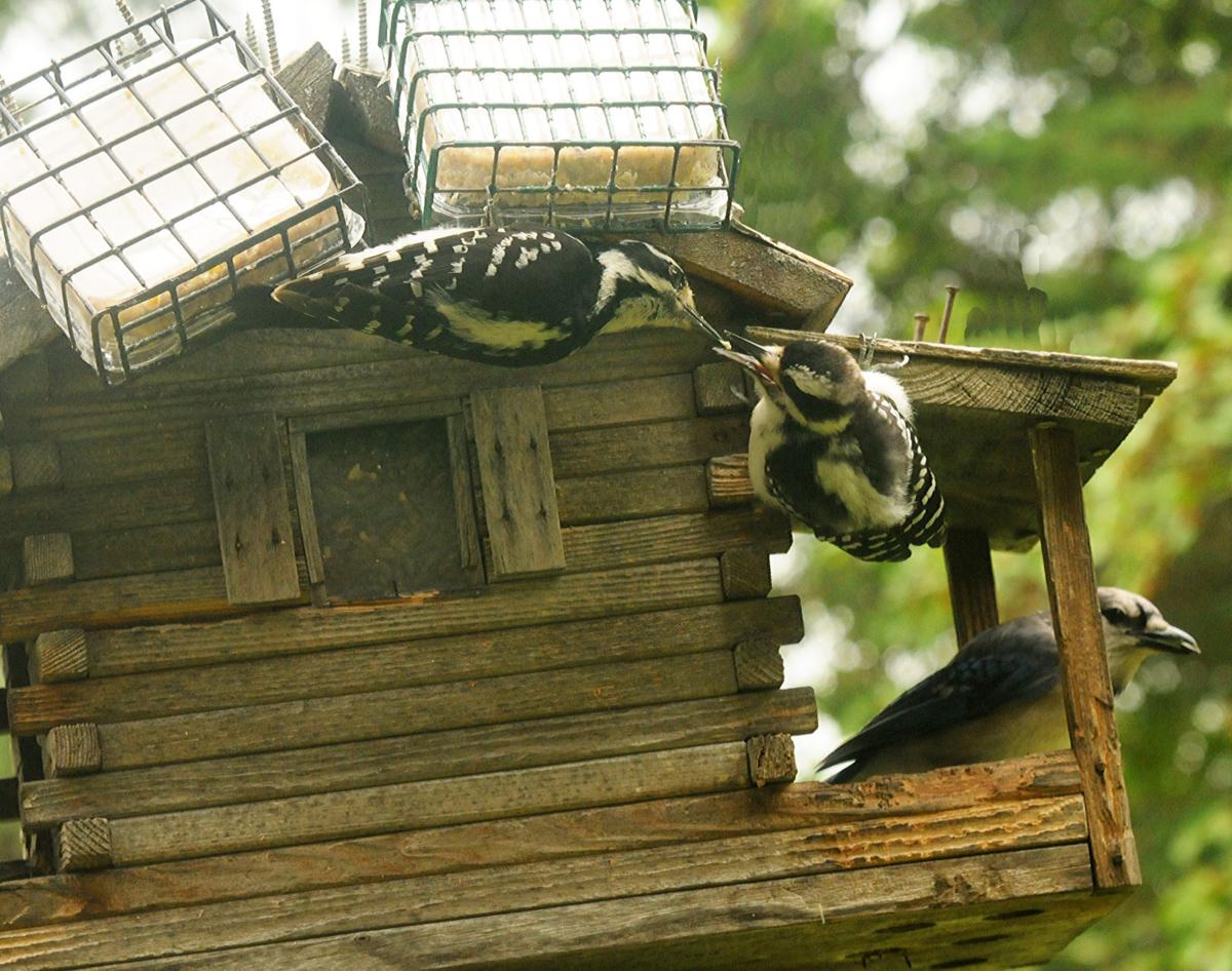 Patrick Durkin Hanging Suet Upside Down Is For The Birds