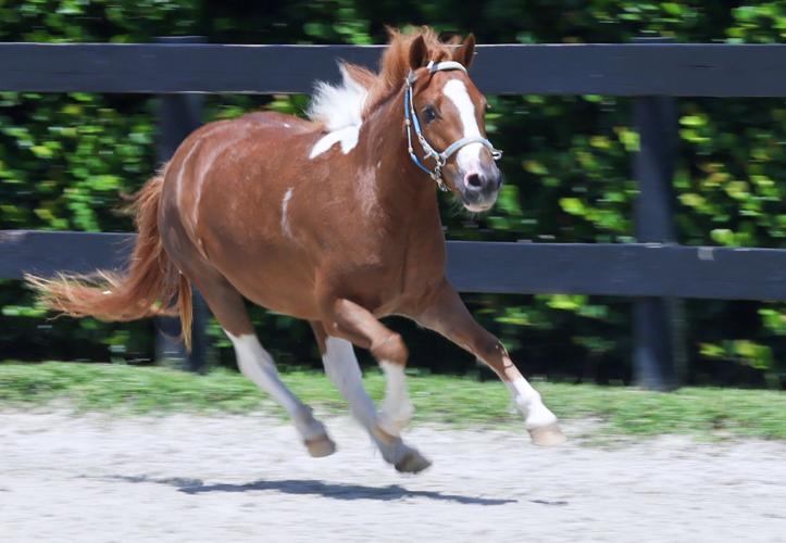 LIF-HEALTH-HORSES-HOSPITALS-5-MI