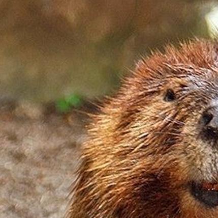 Beaver Traps Removed From Madison Park After Public Outcry Local News Madison Com