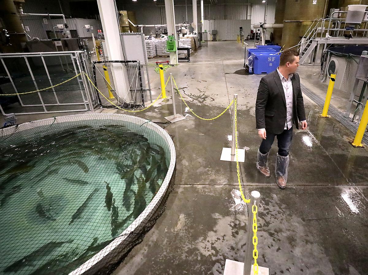 Salmon in tanks, lettuce under glass disrupt the food chain