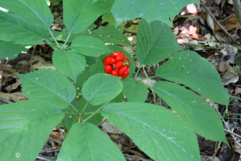 Outdoors Fields and Forests It's ginseng season Outdoors