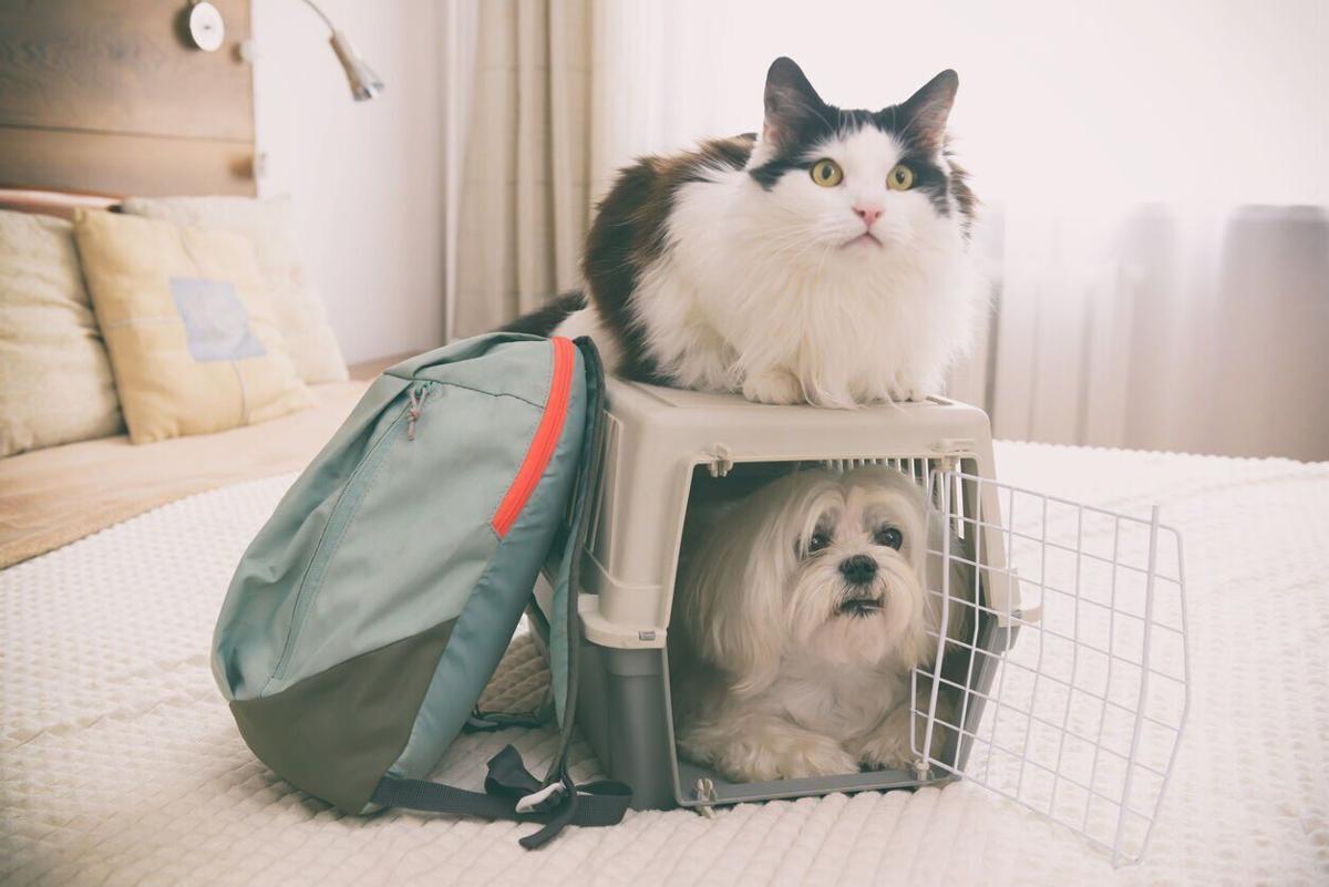 Pet Policies and Restrictions in pet Friendly hotel