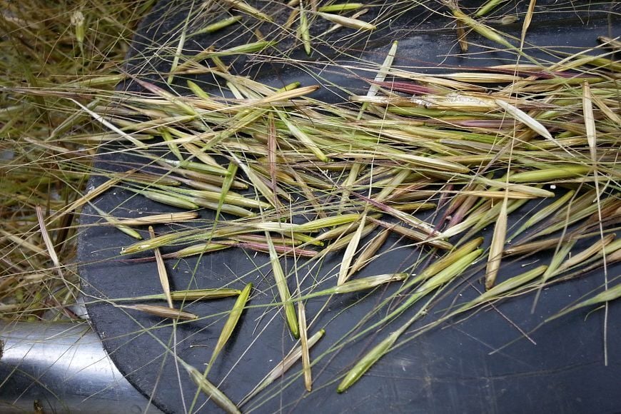 DNR Anticipates Increase For 2026 Wild Rice Harvest