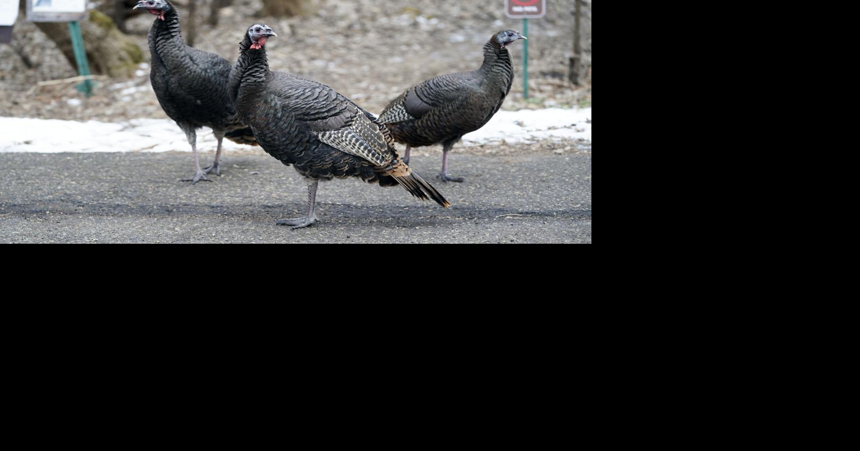 Highly contagious bird flu found in 3 more Wisconsin poultry flocks ...