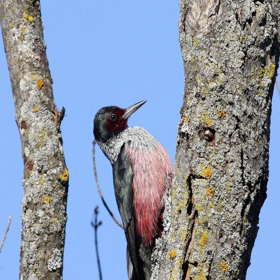 Outdoors Wisconsin Birders Flock To See Western Woodpecker Outdoors Madison Com