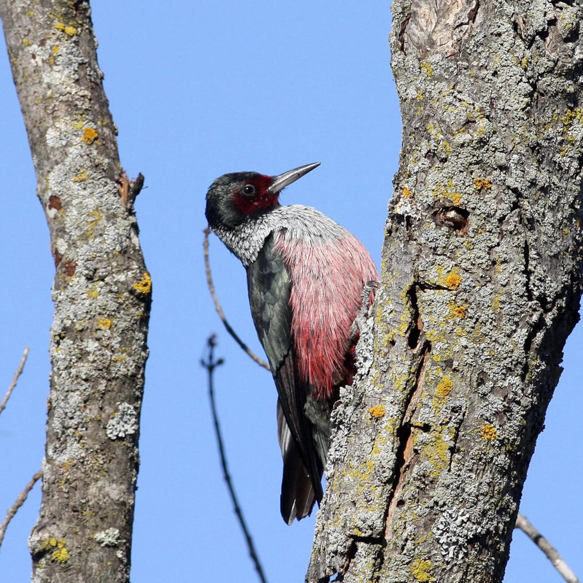 Outdoors Wisconsin Birders Flock To See Western Woodpecker Outdoors Madison Com