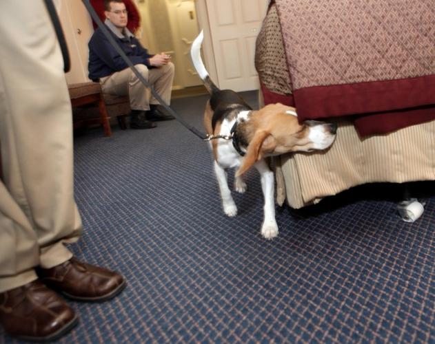 can beagles detect bed bugs