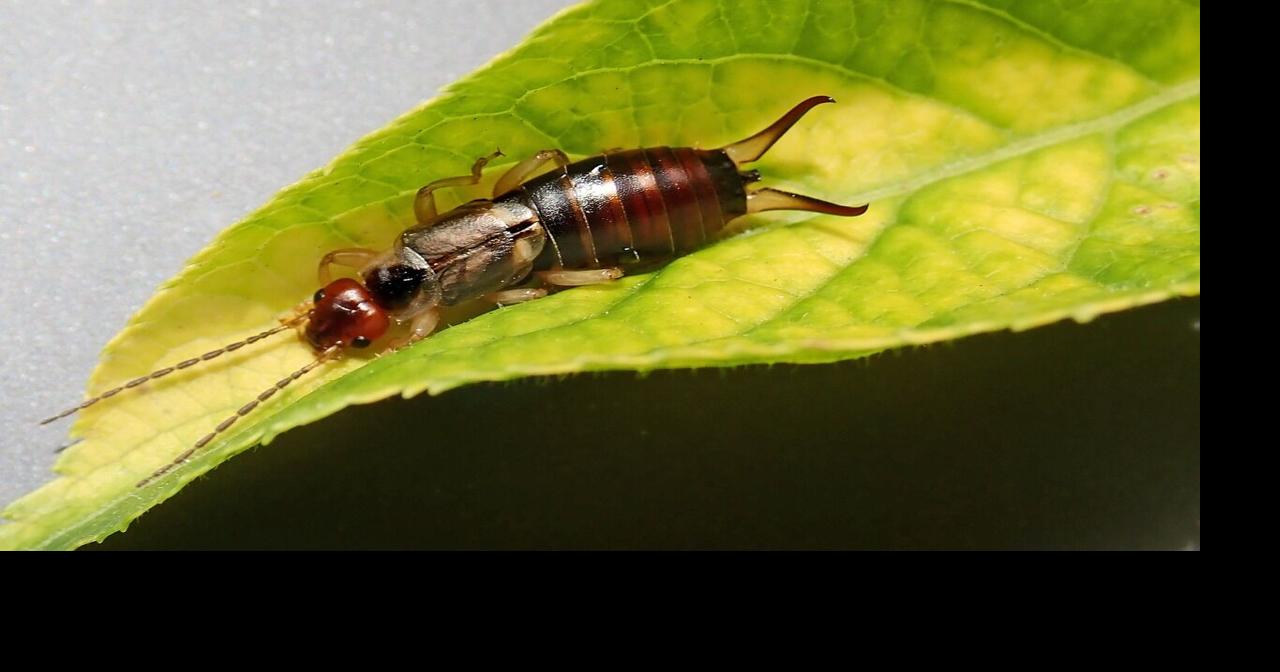 Why are there so many earwigs this year in Madison?