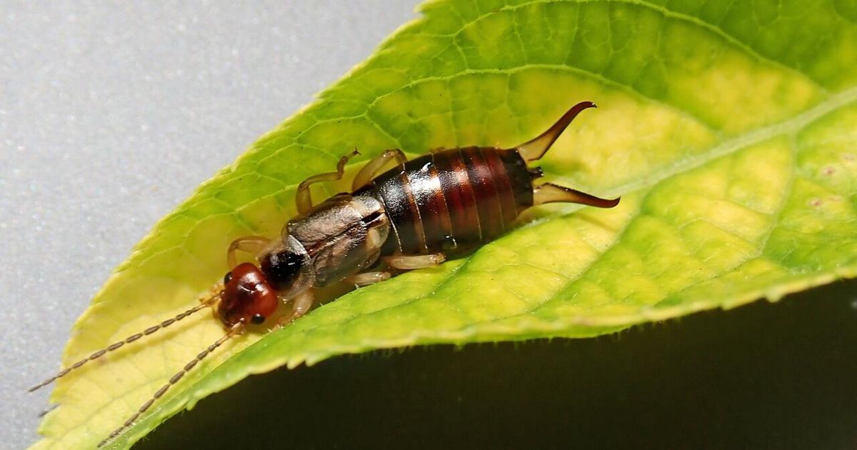 Why are there so many earwigs this year in Madison?
