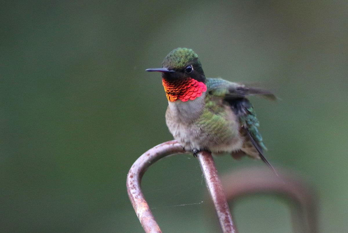 jerry davis ruby throated