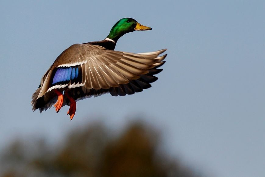 Spring Waterfowl Survey Shows Positive Results